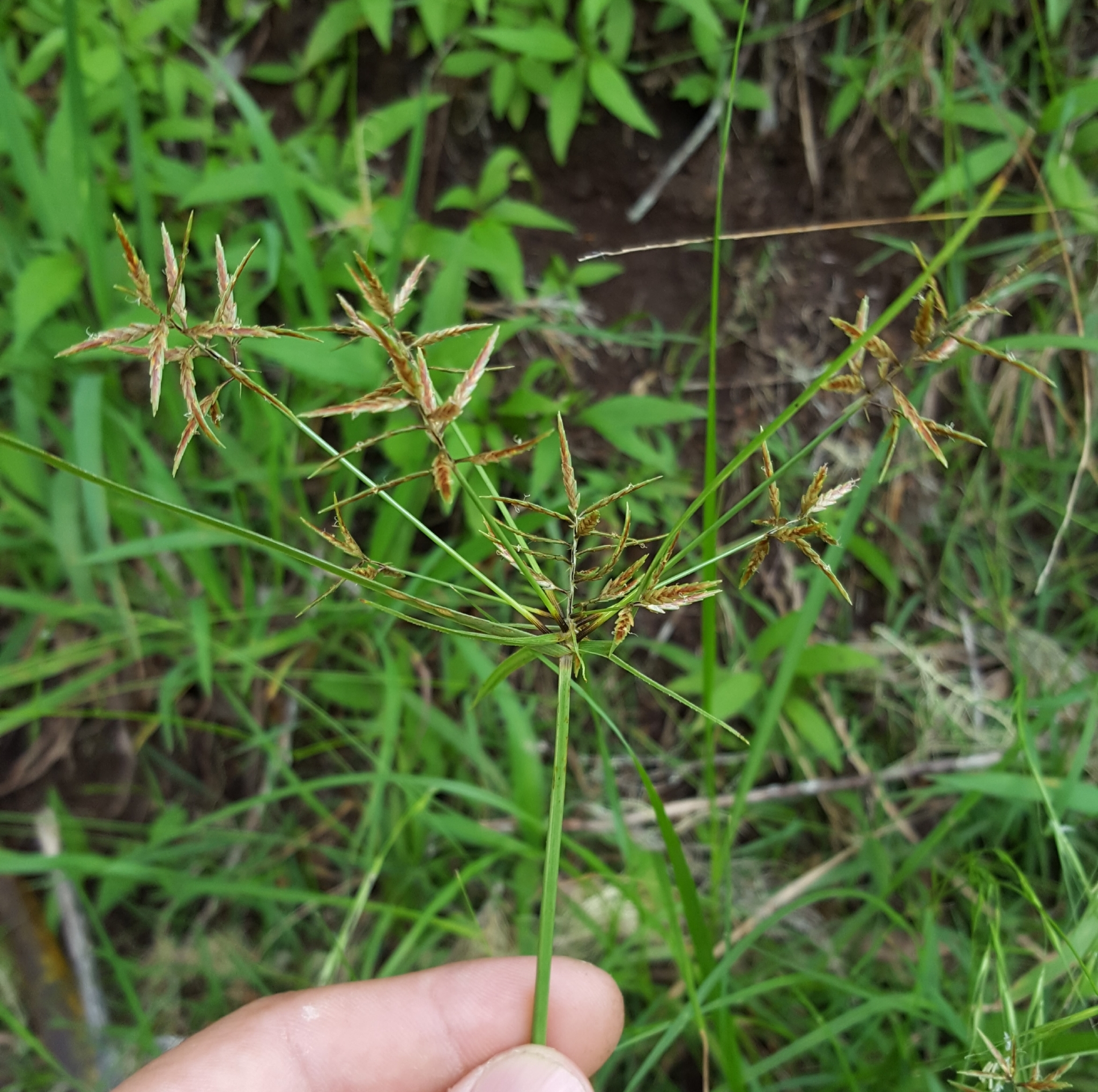 (c) François Rousseu, certains droits réservés (CC BY-NC) https://www.inaturalist.org/observations/108255423