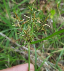 Pycreus intactus image