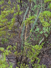Peniocereus greggii greggii
