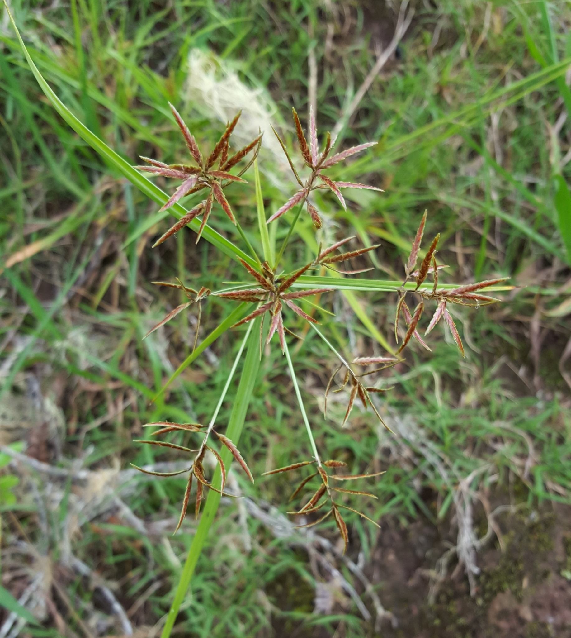 (c) François Rousseu, certains droits réservés (CC BY-NC) https://www.inaturalist.org/observations/108255423