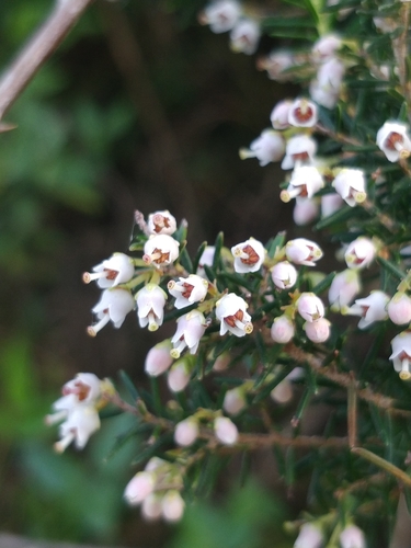 Erica canariensis, photograph 6