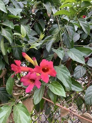 Amphilophium buccinatorium