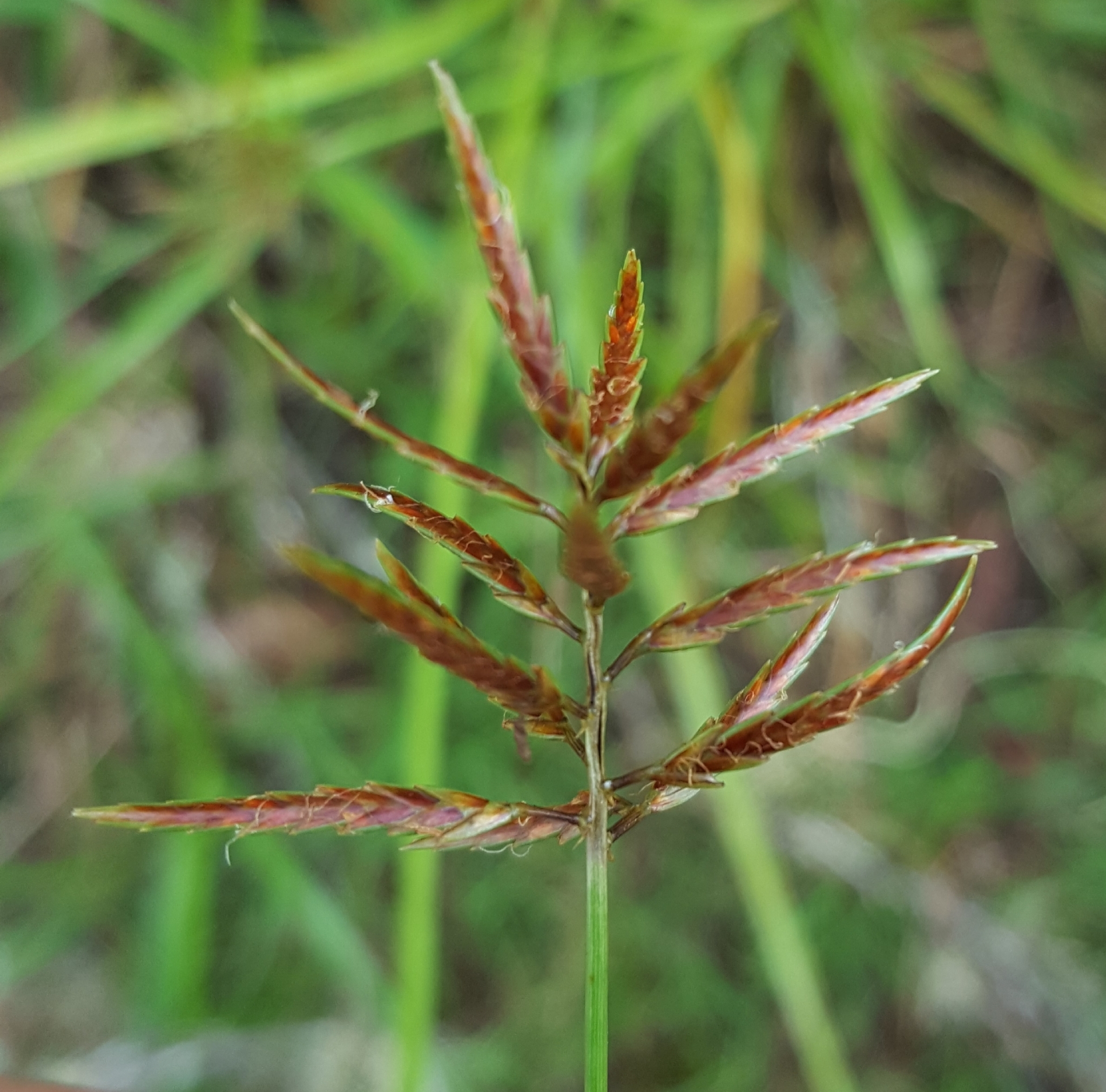 (c) François Rousseu, certains droits réservés (CC BY-NC) https://www.inaturalist.org/observations/108255423