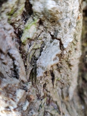 Chaenotheca hispidula