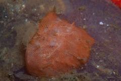 Watersipora cucullata