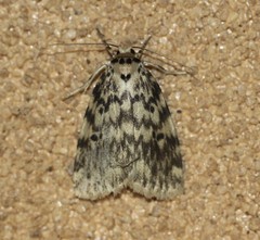 Hectobrocha subnigra