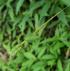 Carex brunnea