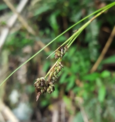 Carex brunnea