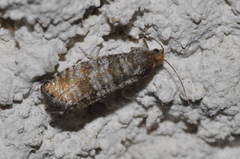 Pseudococcyx turionella