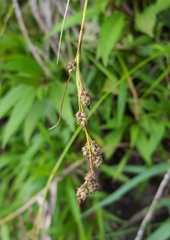 Carex brunnea