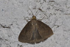 Evergestis aenealis