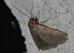 Evergestis aenealis
