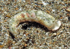 Dermatobranchus tuberculatus