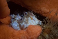 Notomegabalanus algicola