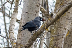 Corvus monedula