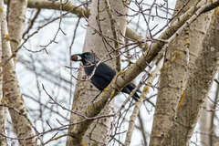 Corvus monedula