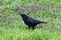 Corvus corone
