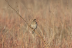 Euplectes progne