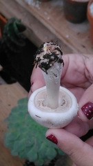 Agaricales