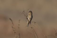 Euplectes progne