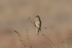 Euplectes progne