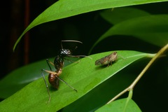 Dinomyrmex gigas borneensis