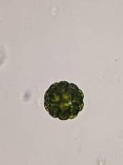 Pandorina