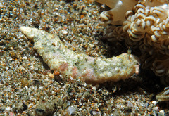 Dermatobranchus tuberculatus