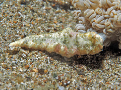 Dermatobranchus tuberculatus