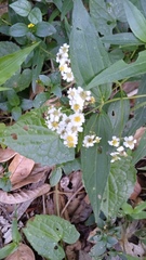 Alloispermum
