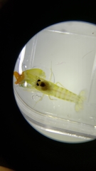 Synalpheus bituberculatus