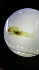 Synalpheus bituberculatus