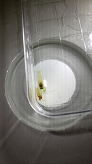 Synalpheus bituberculatus