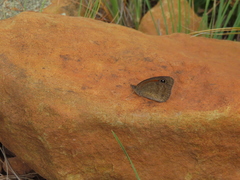 Stygionympha