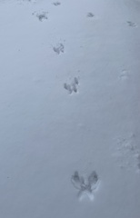 Sciurus carolinensis