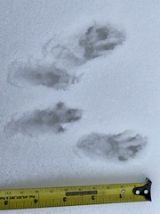 Sciurus carolinensis