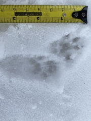 Sciurus carolinensis