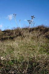 Seseli arenarium