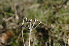 Seseli arenarium