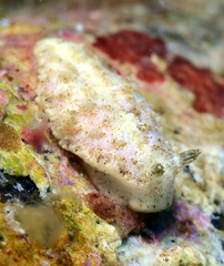 Dermatobranchus tuberculatus