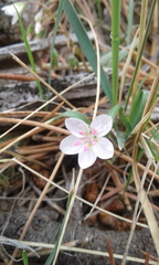 Claytonia rosea