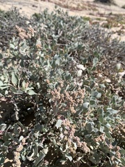 Atriplex barclayana