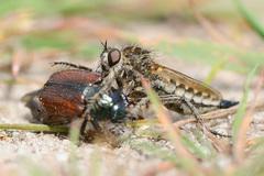 Dysmachus trigonus