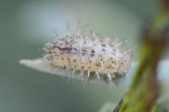 Subcoccinella