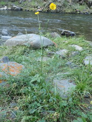 Ranunculus japonicus propinquus