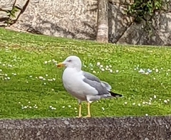 Larus michahellis