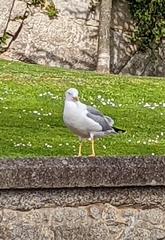 Larus michahellis