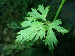 Ranunculus japonicus propinquus