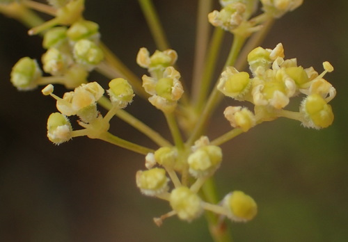 Image of Deverra aphylla by (c) Nicola van Berkel, some rights reserved (CC BY-SA)