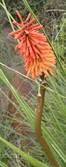 Kniphofia stricta